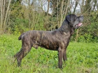 big cane corso italian mastiff